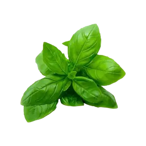 Albahaca Fresca 1mata
