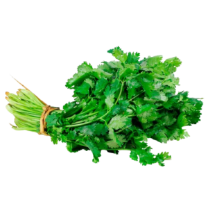 Cilantro 1paquete