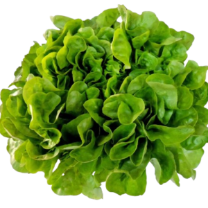 Lechuga Hidropónica Lollo Marina 1un