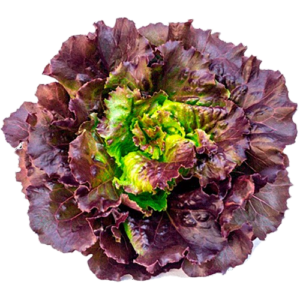 Lechuga Francesa Morada 1un