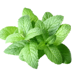 Menta Fresca 100g