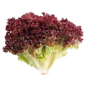 Lechuga Hidropónica Lollo Rosada 1un