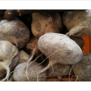 Nabo 1kg